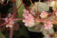 Cuscuta europaea